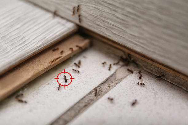Best Pest Removal Services  in Madison, FL